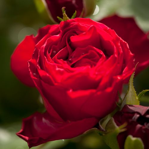 Rosa Traviata® - roșu - Trandafir copac cu trunchi înalt - cu flori tip trandafiri englezești - coroană tufiș